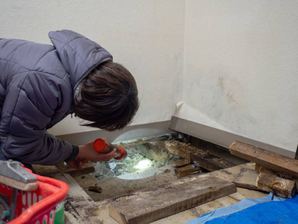 Dehumidification Services in Wimauma, FL